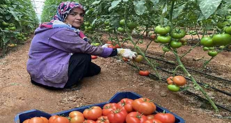 Seralarda domates hasadı başladı