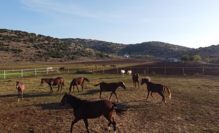Servet değerindeki atlar, Türkiye’nin dört bir yanından ilgi görüyor