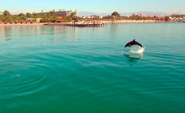 Sezonun bittiği Antalya'da sahiller yunuslara kaldı
