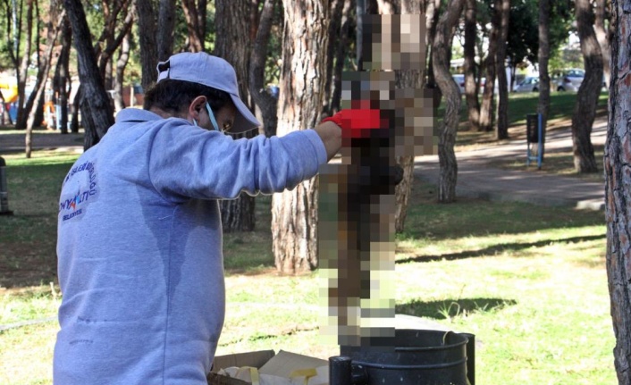 Yanarak telef olan kedinin çöp kutusuna atılması tepki çekti