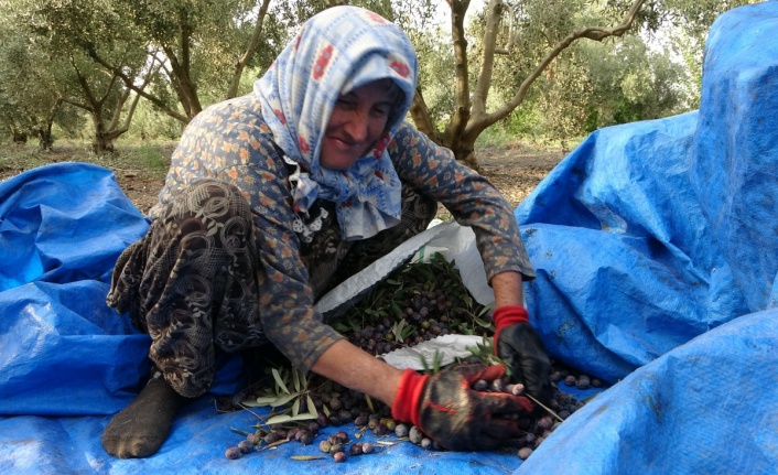 Zeytinin sofralara uzanan lezzet yolculuğu başladı