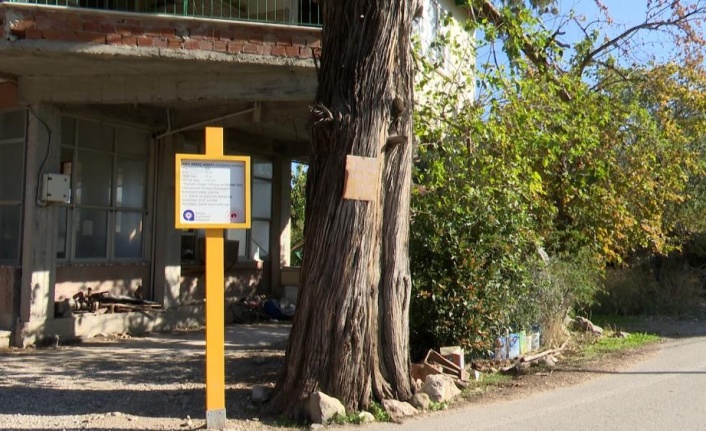 5 asırlık anıt ardıç ağacı tescillendi