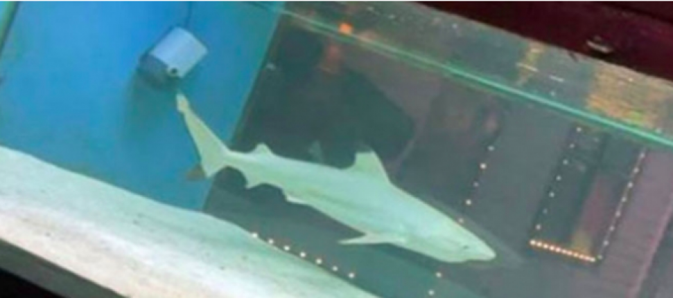 Alanya'da gece kulübündeki köpek balığı hakkında flaş gelişme