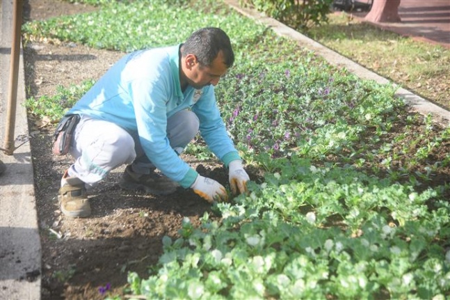 Alanya'da rengarenk çiçekler toprakla buluşuyor