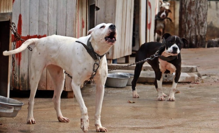 Antalya Sokak Hayvanları Bakımevi 100’e yakın Pitbull ve Dogo Arjantin köpeklerine ev sahipliği yapıyor