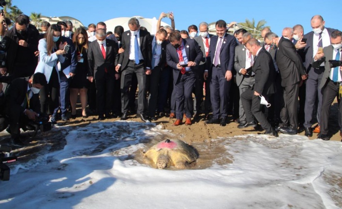 Bakan Kurum ve Özer tedavisi tamamlanan 2 caretta carettayı denize bıraktı