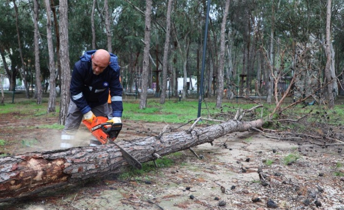 Beach Park’ta tehlike oluşturan ağaçlara önlem