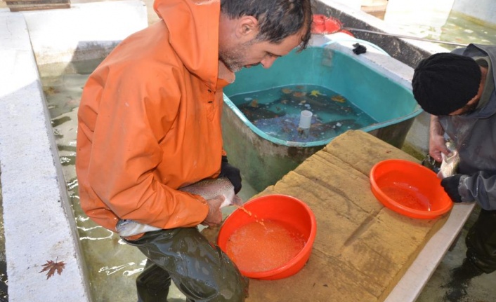 Bebek gibi bakılıyor tek tek el masajıyla yumurtaları alınıyor