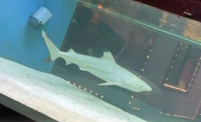 Clup Summer Garden'a hayvansever tepkisi