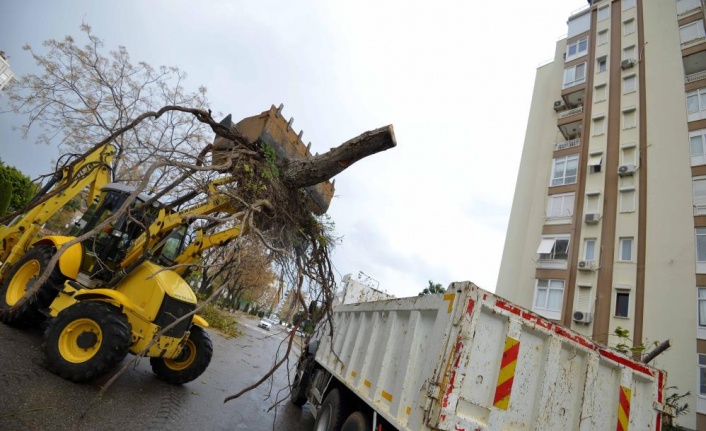 Devrilen 170 ağaca müdahale