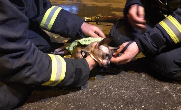 Dumandan etkilenen kedi itfaiye ekipleri sayesinde hayata tutundu