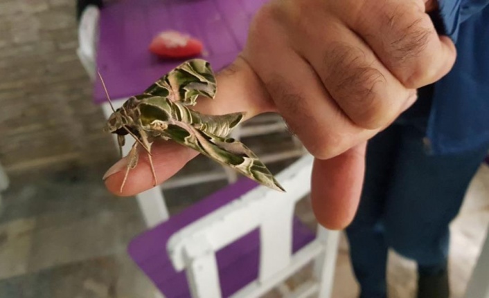 Ender görülen ‘mekik kelebeği’ Alanya'da koruma altına alındı