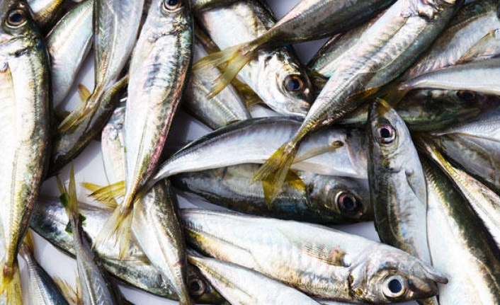 Hamsinin tahtını istavrit aldı