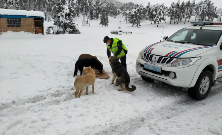 Kar yağışında etkilenen hayvanların yardımına jandarma koştu