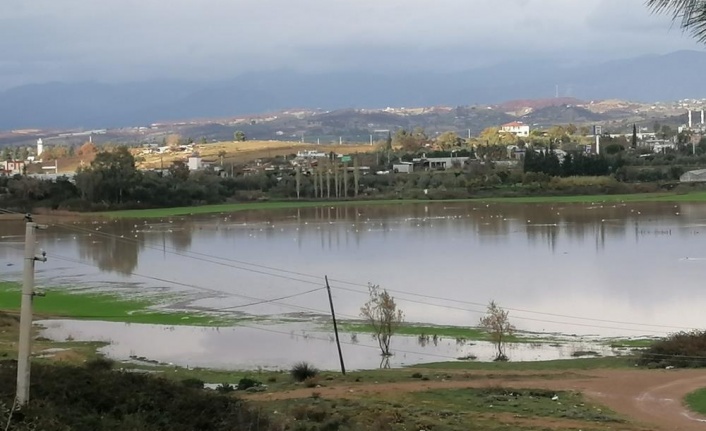 Manavgat'ta su basan ekili arazileri su kuşları istila etti