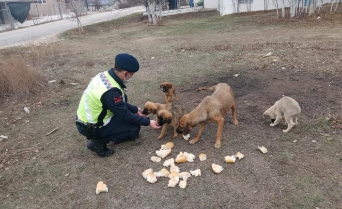 Ormana bırakılan sokak köpeklerine jandarma sahip çıktı
