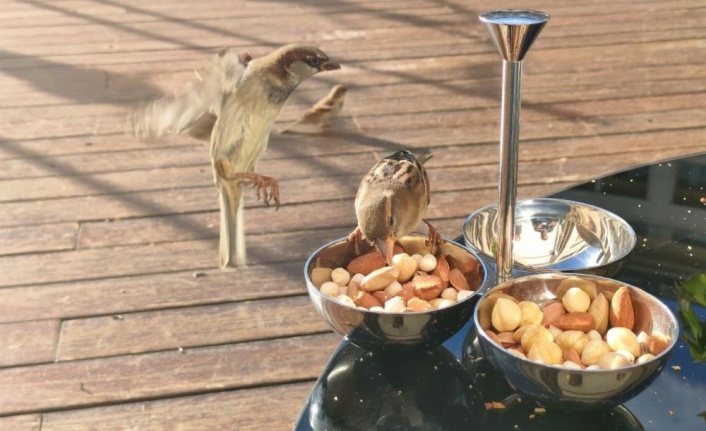 Serçelerin kuruyemiş keyfi