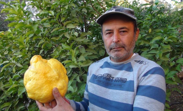 Türkiye’nin en büyük limonu 2 kilo 40 gram