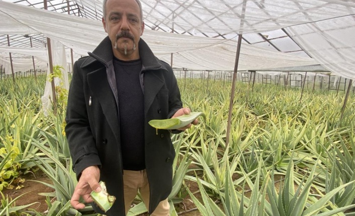 1 dekarla başladığı aloe vera üretiminde rekor kazanç sağladı