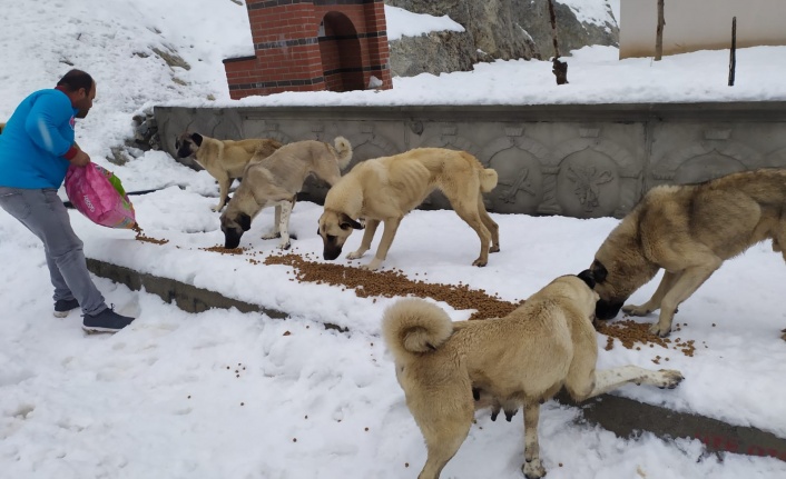Alanya'da hayvanlar sahipsiz değil