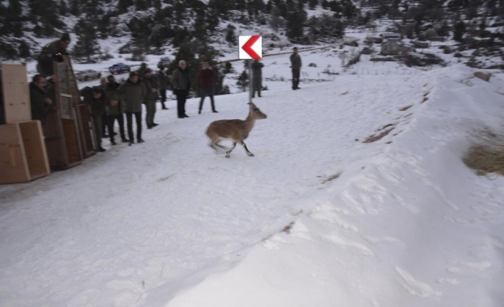 Antalya’da yakalanan 7 yaban keçisi, Karanlıkdere Kanyonu'nda doğaya bırakıldı
