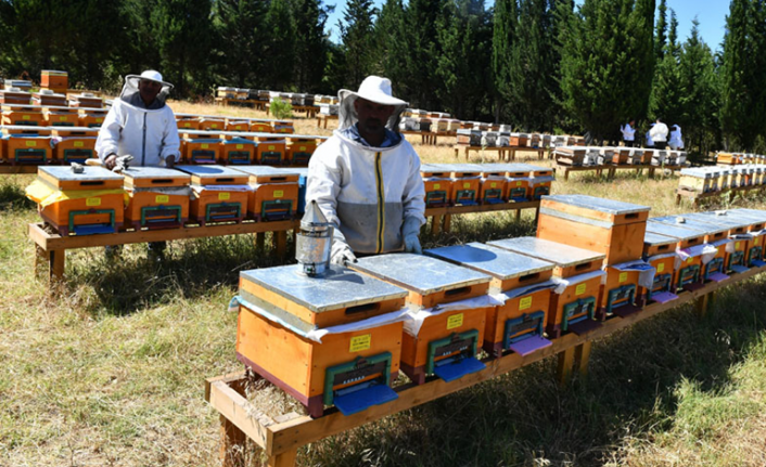 Arıcılığın geleceği Alanya’da konuşulacak