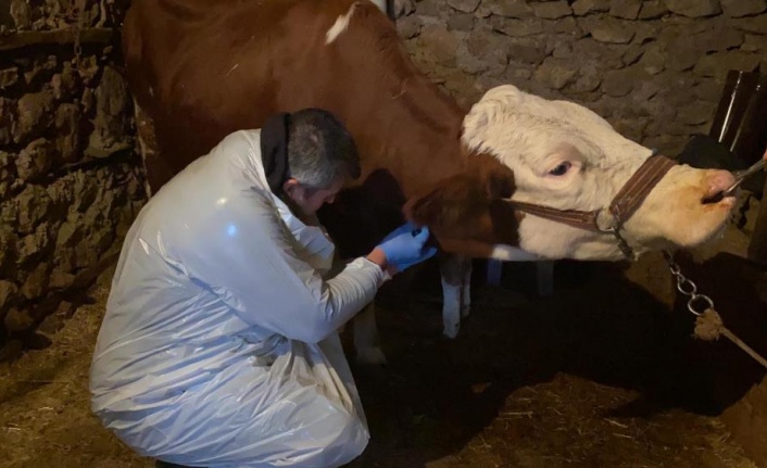 Karda mahsur kalan veterineri doğum yapan ineğe belediye ulaştırdı