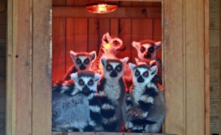 Karla tanışan Antalya Hayvanat Bahçesi'ndeki tropik hayvanlara sıcacık ev konforu