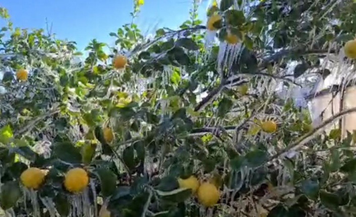 Limon ağaçları buz tuttu, sarkıtlar oluştu