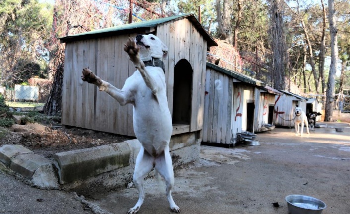 "Yasaklı tür" olan bin 663 adet köpek kayıt altına alındı