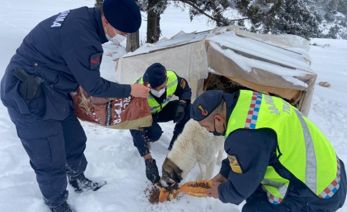 Zorlu hava şartlarında sokakta kalan hayvanlara jandarmadan mama desteği
