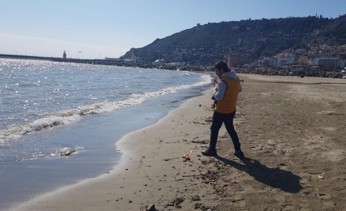 Alanya'da ağırlığı 2 ile 5 kilogram arasındaki deniz anaları sahile vurdu