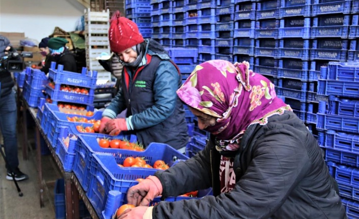 Antalya hallerinde işlem gören meyve Ocak ayında son 4 yılın ortalamasında
