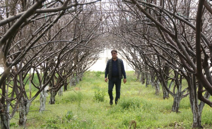 Antalya’da soğuk turfanda eriği vurdu, 5 bin TL’ye sipariş var hasat yapamıyor