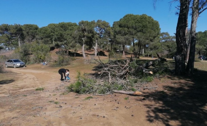 Kuruyan Çam ağacı canlı yayında yıkıldı, şans eseri yaralanan olmadı