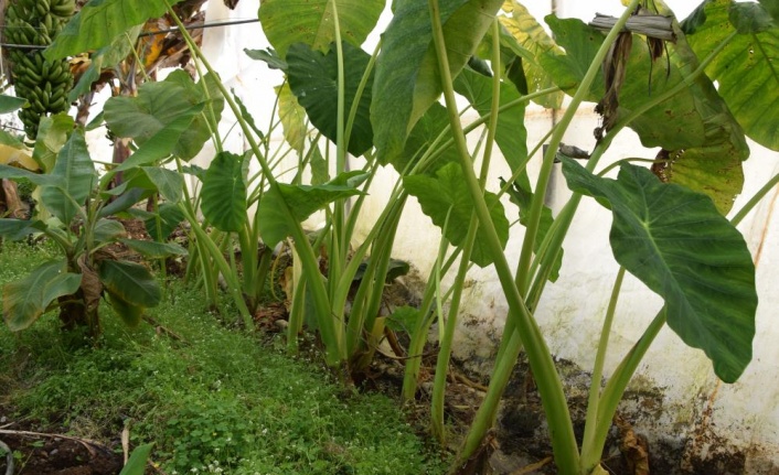 Muz üreticisi kilosu 10 TL’ye alıcı bulan gölevezi yetiştirip ticaretini yapacak