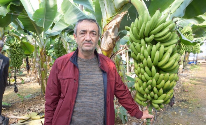 Seradan 8 TL'ye çıkan muz üreticinin yüzünü güldürüyor