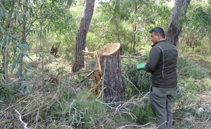 Sorgun Çamlığı'nda ağaç katliamı iddiası jandarmayı harekete geçirdi