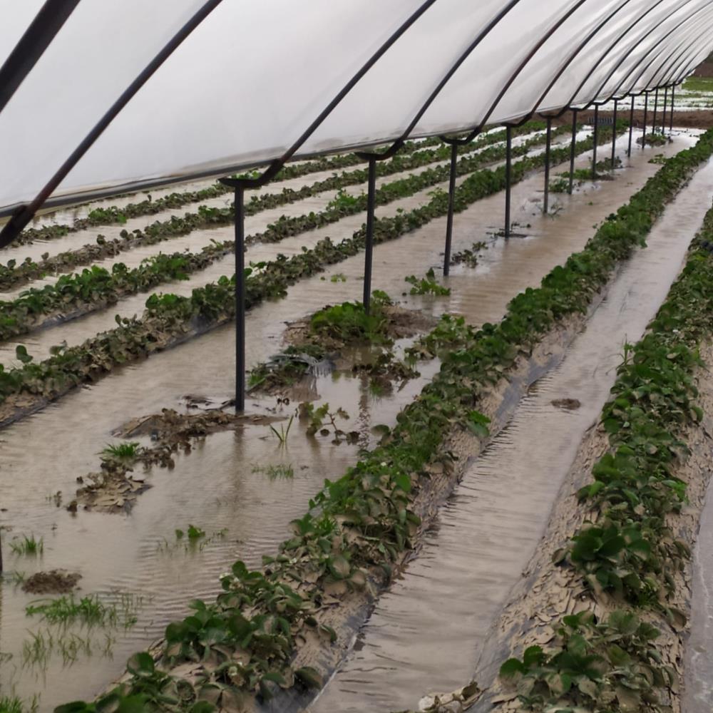 Taşan dereler, 55 dekar çilek serasını sular altında bıraktı