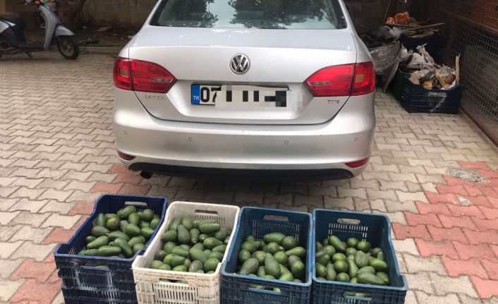 Alanya'da bahçeden 4 kasa avokado çalan hırsızlık şüphelisi yakalandı