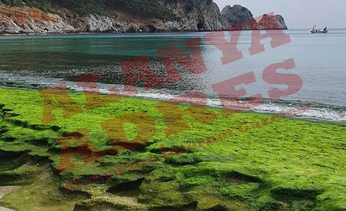 Alanya'nın Damlataş Plajında şaşırtan görüntüler