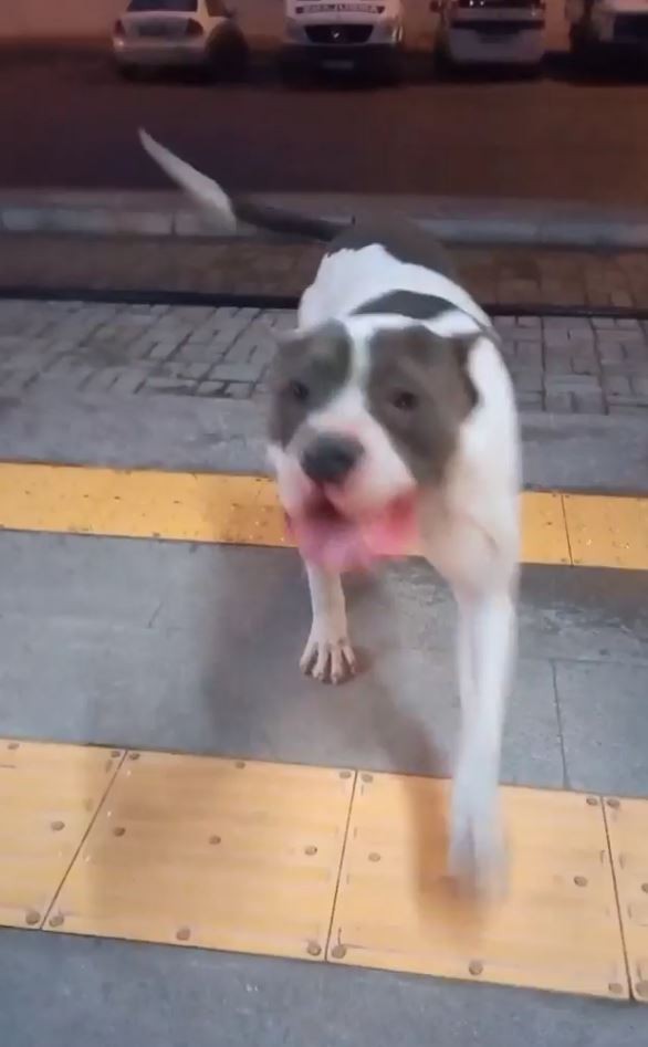 Aracın çarptığı pitbulldan videosunu çeken vatandaşa ‘iyiyim’ pozu