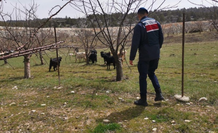 Ahırdan kaybolan keçi ve koyunlar jandarma tarafından bulundu