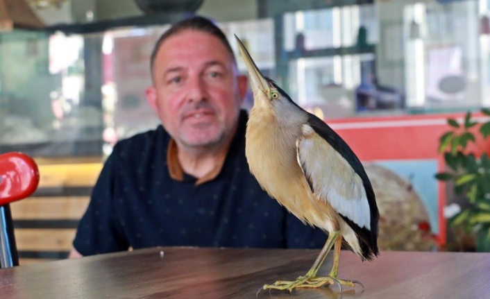 Antalya’da bahçeye düşen ve nesli tükenmekte olan ‘Balaban Kuşu’ koruma altına alındı