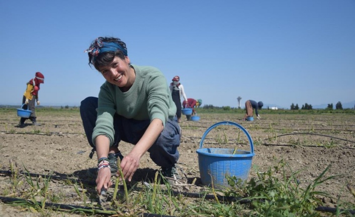Antalya’da ilk kuşkonmaz hasatını gerçekleştiren kadın çiftçi, Avrupa ülkelerine satışlara başladı
