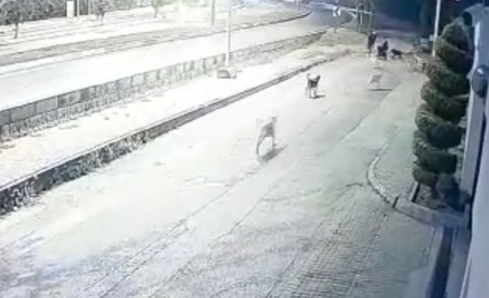 Aynı yerde 10'u geçkin köpeğin bebek arabalı aile ve vatandaşlara kabus yaşattığı anlar kamerada