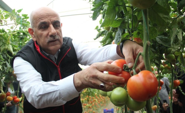 Bakan Kirişci, Antalya'da sarı çizme giyip serada domates topladı