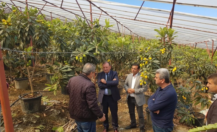 Coğrafi işaret tescilli Alanya Yenidünyası’nda hasat zamanı