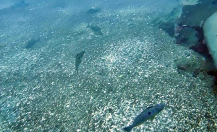 Erkek izmaritlerin yumurta nöbeti görüntülendi