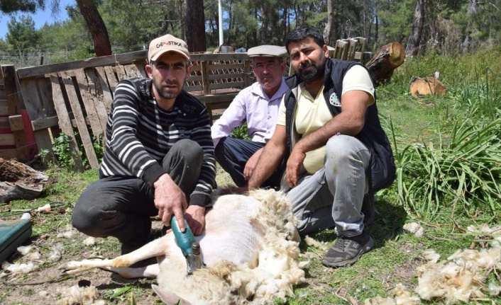 Koyun kırkma işinden günlük 2 bin TL kazanıyor